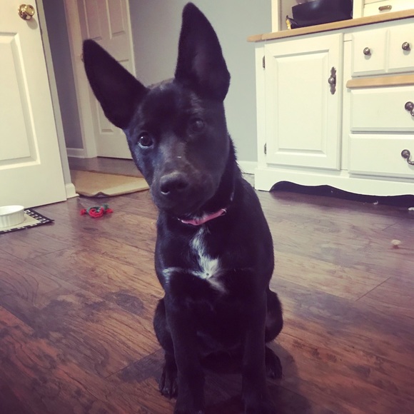 Meet your Posher, Rose - Picture 3 of 6